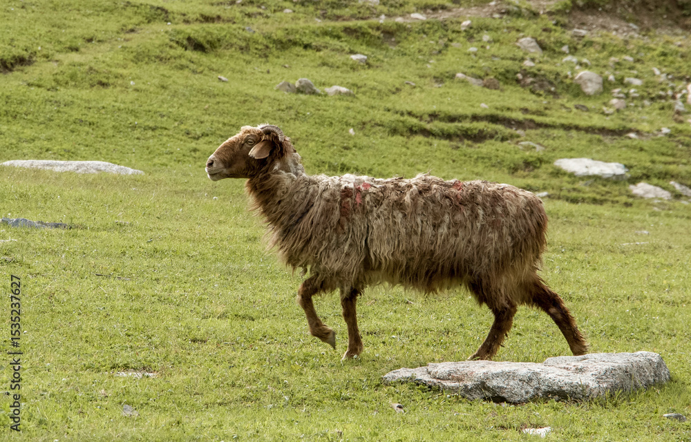 Fototapeta premium sheep in a meadow