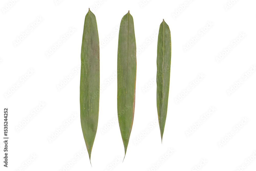 Obraz premium Three Bamboo Leaves Isolated on a Transparent Background PNG Image