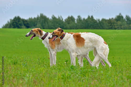 Foto Family of beautiful russian borzoi dogs
