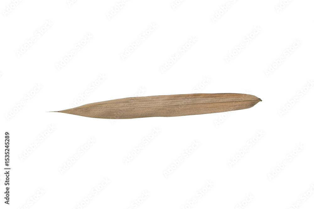 Fototapeta premium Dried Bamboo Leaf PNG Image Isolated on Transparent Background