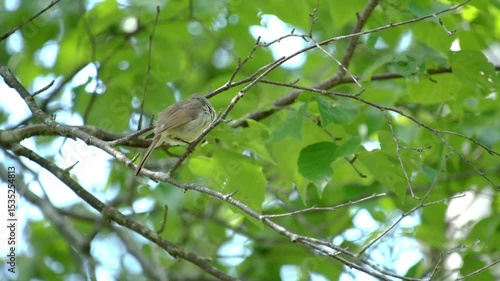 初夏のさえずるウグイス / A Japanese Bush Warbler singing in early summer