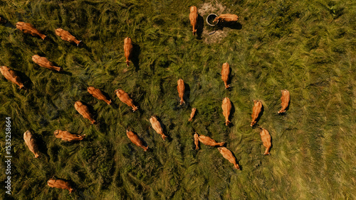 Cattle on green pasture field in France aerial drone view