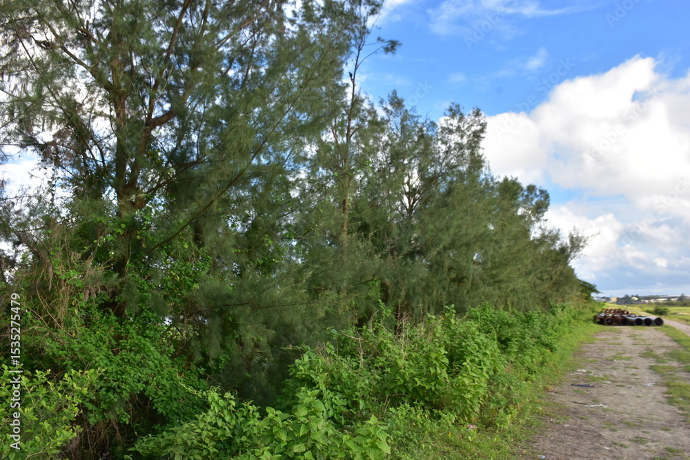 Obraz premium Tall pine trees under a bright blue sky with scattered clouds in a lush green landscape.
