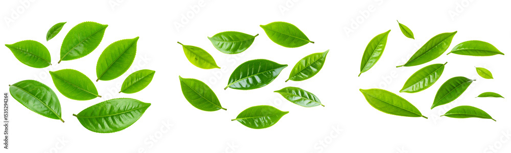 Set Scattered Organic Green Tea Leaves in Motion, Transparent Background Set Scattered Organic Green Tea Leaves in Motion, Transparent Background