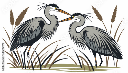 Mated pairs of great blue herons often reinforce their bond by displaying ruffled plume feathers and intimate postures towards each other.     
