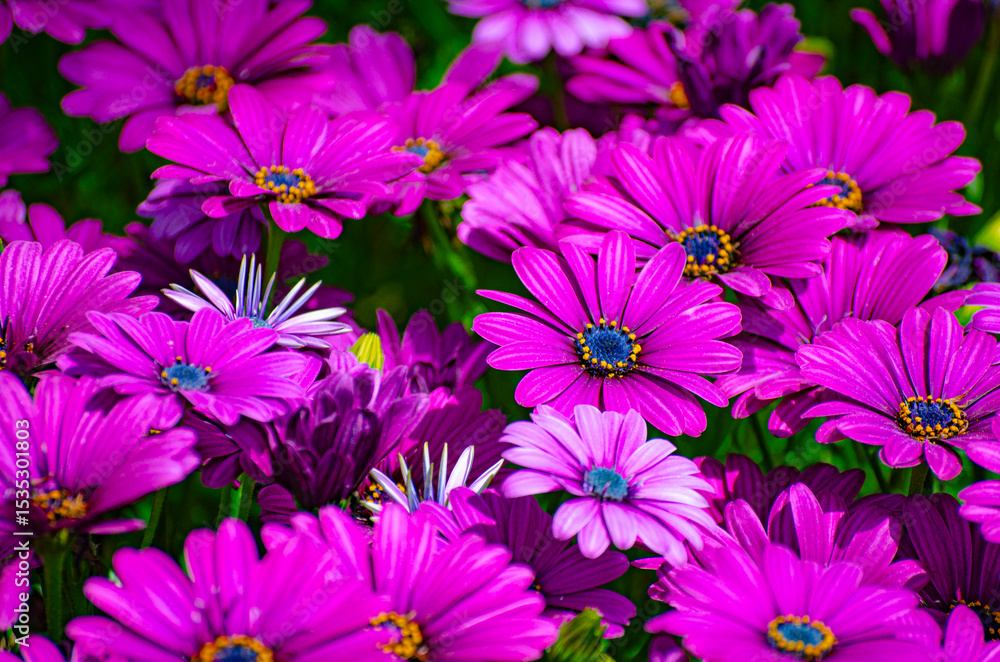 Fototapeta premium Beautiful purple daisies on green field, top view, selective focus