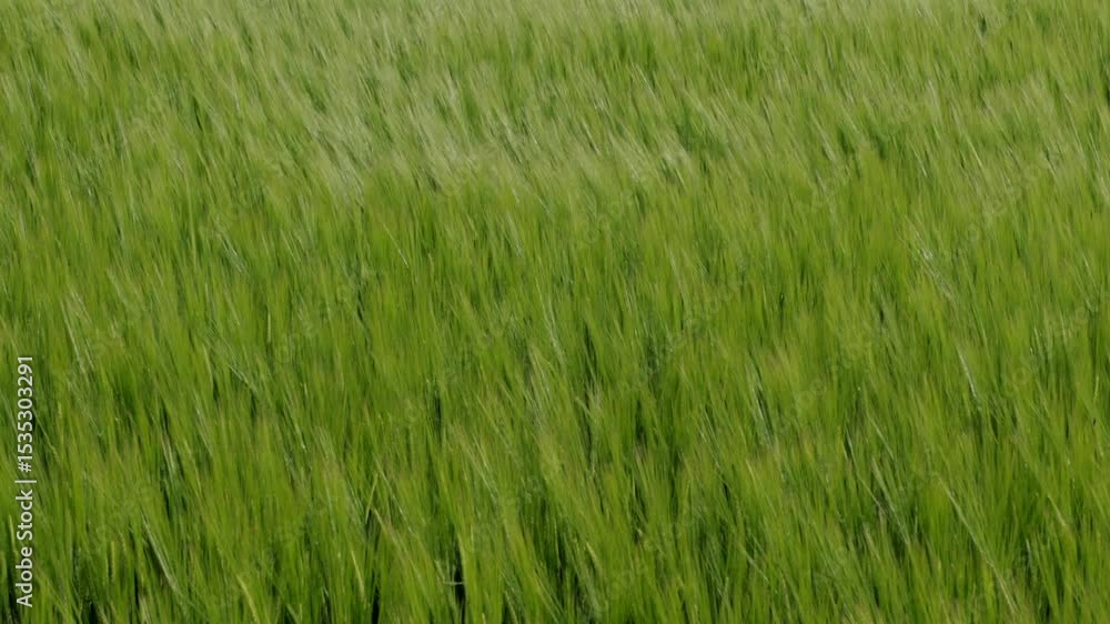 A vast field of vibrant green barley stretches across the landscape, swaying in the gentle breeze during the warm spring days. A vast field of vibrant green barley stretches across the landscape, swaying in the gentle breeze during the warm spring days.