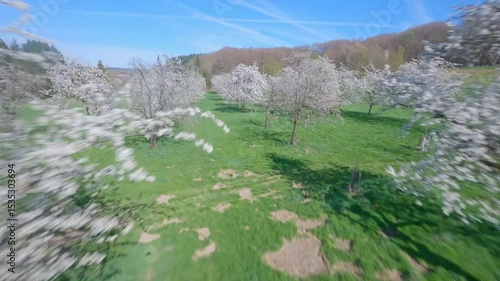 fpv drone flying in orchard between blossomed cherry trees on a sunny spring day in Vosges region
