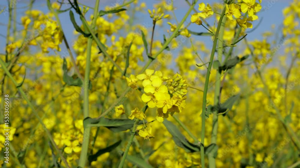 Bright yellow rapeseed flowers flourish in a sunny field, reflecting nature's beauty and vibrant growth during the spring season. Bright yellow rapeseed flowers flourish in a sunny field, reflecting nature's beauty and vibrant growth during the spring season.
