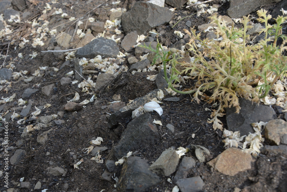 Obraz premium A small, light green plant grows from rocky ground with scattered white debris and a snail shell in the center.