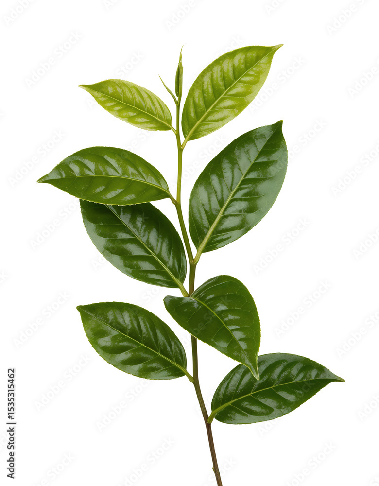 Fototapeta premium Fresh Green Tea Leaf Stem on White Background