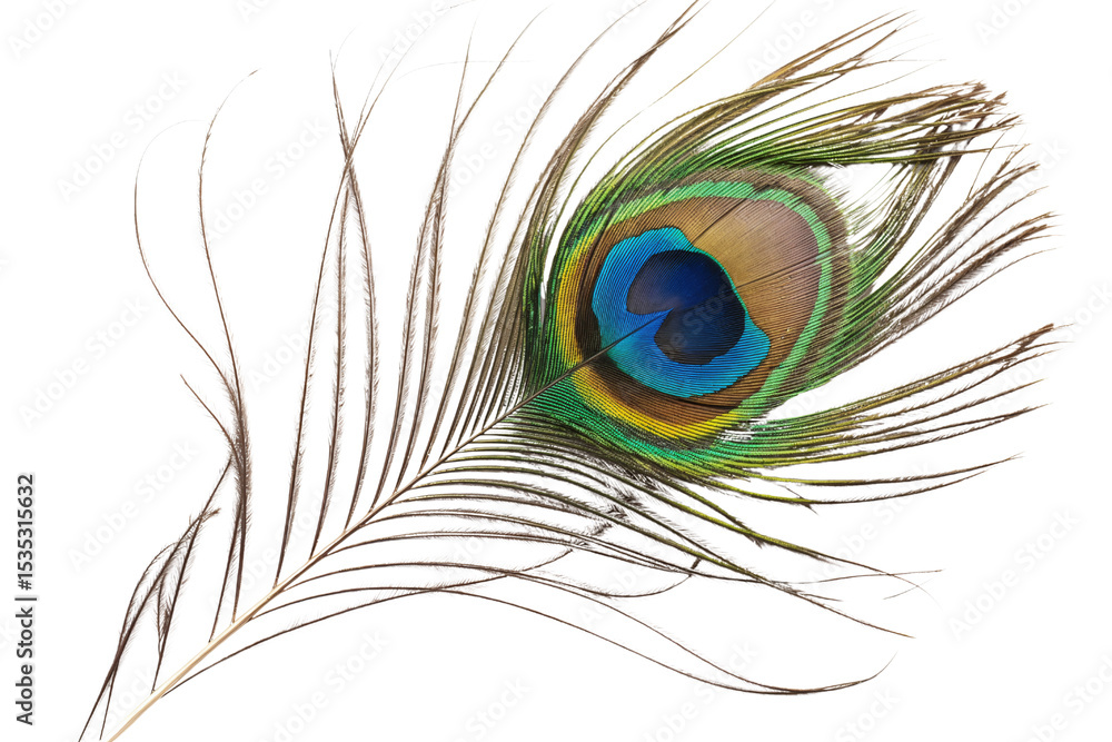 Obraz premium Vibrant Peacock Feather on White Background Display