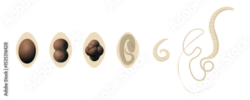 Whipworm Trichuris trichiura life cycle, from egg to adult worm