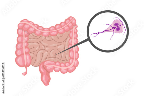 Giardia lamblia protozoan parasitizing small intestine causing giardiasis