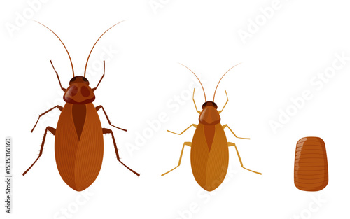 Cockroach lifecycle showing growth stages from nymph to adult insect