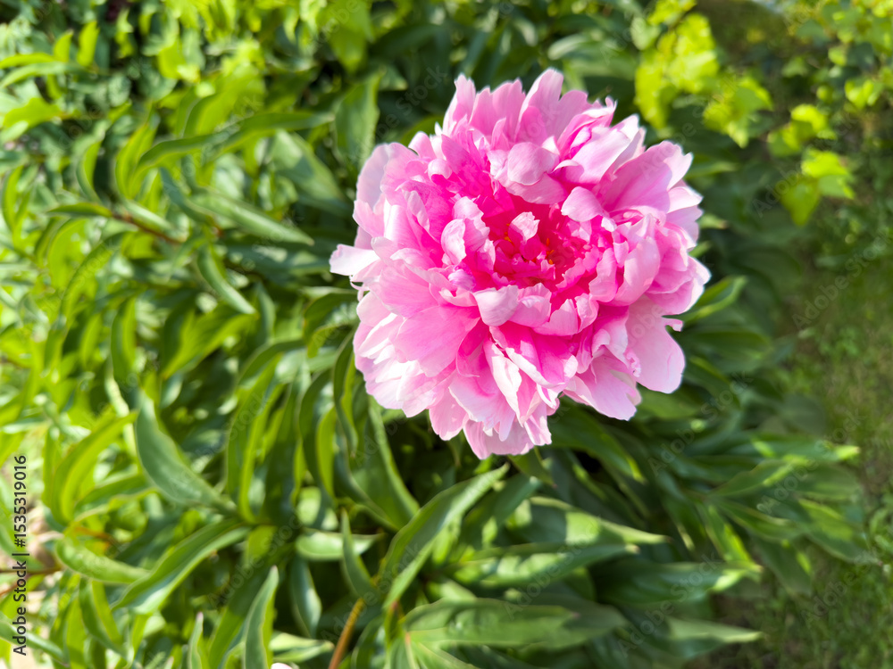 Close-up of a blooming pink peony flower (Paeonia lactiflora) in a garden with green leaves and blurred background on a sunny day. Close-up of a blooming pink peony flower (Paeonia lactiflora) in a garden with green leaves and blurred background on a sunny day.