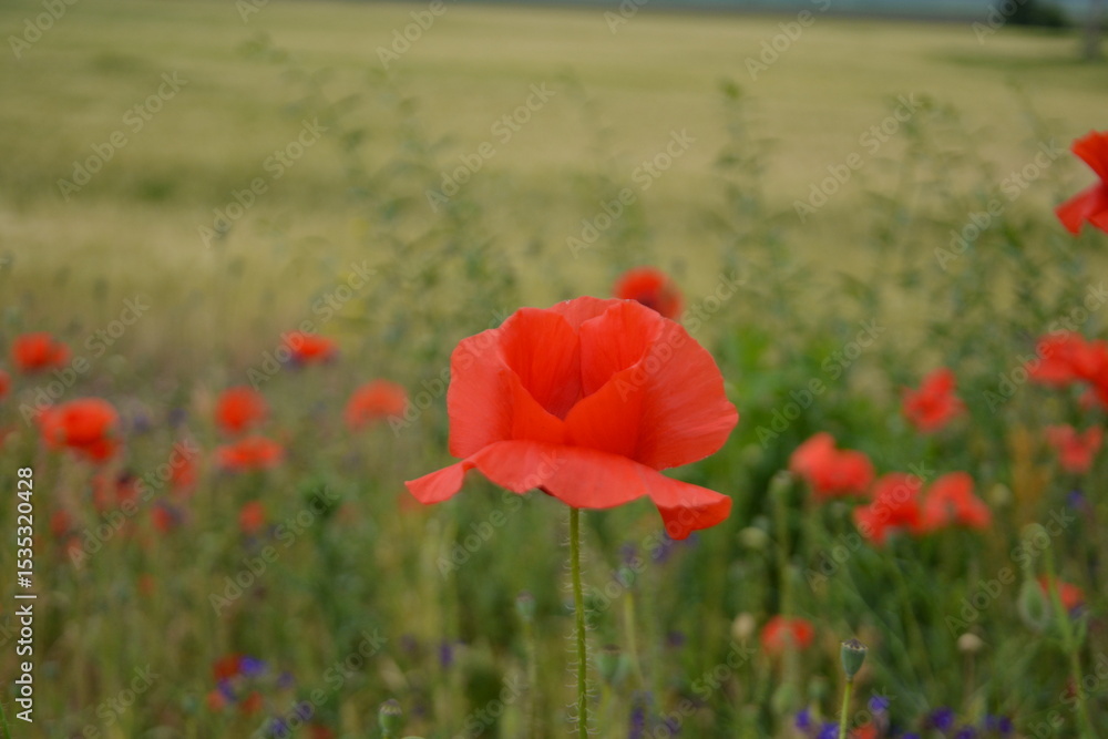 Fototapeta premium A vibrant red poppy stands prominently in focus amidst a blurred field of other red poppies and green crops.