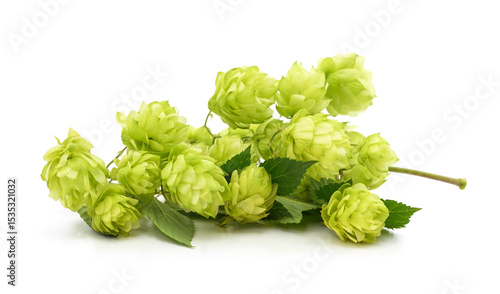 Fotografi Bunch of yellow hop cones.