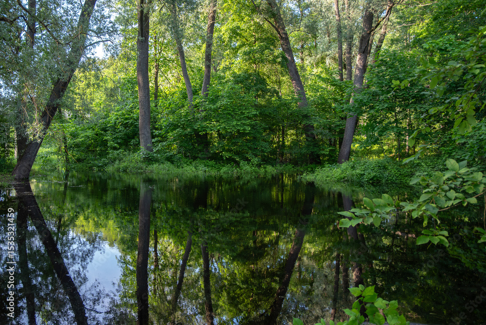 A serene forest with tall trees reflecting on the calm water surface, surrounded by dense green foliage in soft summer light. A serene forest with tall trees reflecting on the calm water surface, surrounded by dense green foliage in soft summer light.