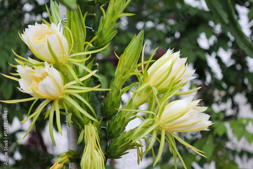 Flores e inflorescencias de pitaya en una plantación