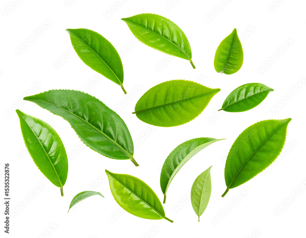 Floating Fresh Green Tea Leaves with Natural Curl, Transparent PNG Floating Fresh Green Tea Leaves with Natural Curl, Transparent PNG