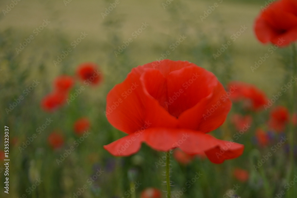 A vibrant red poppy in full bloom stands in sharp focus, surrounded by blurred red poppies and green foliage in a field. A vibrant red poppy in full bloom stands in sharp focus, surrounded by blurred red poppies and green foliage in a field.