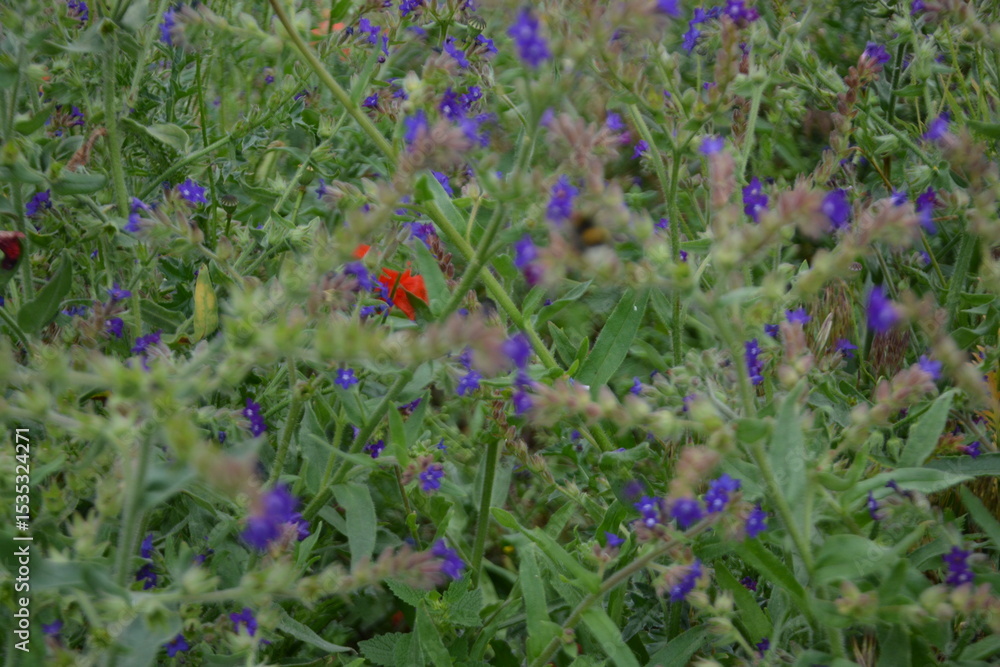 Obraz premium A vibrant, close-up view of a field filled with small purple wildflowers and hints of red poppies amidst green foliage.