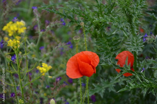 Quadro em tela Vibrant red poppies bloom among spiky green foliage and small yellow and purple wildflowers