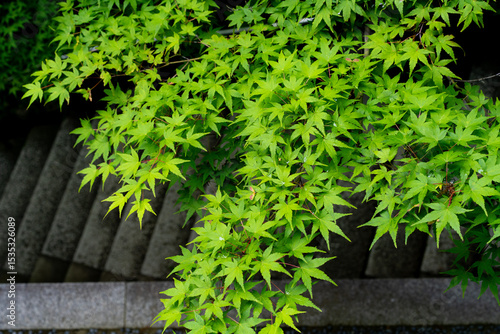 京都の初夏を彩る青もみじと歴史的寺院の風景