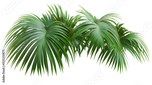Fototapeta Naklejka Na Ścianę i Meble -  Palm tree, tropical leaves, palm leaves, a green palm tree with long branches, long branches, palm tree covered in leaves, palm tree with green canopy, on a transparent backgrounds
