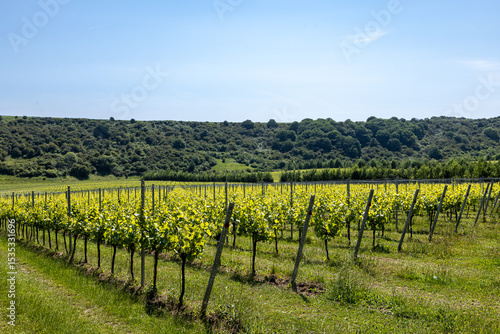 Rows of vines in an English vineyard, on a sunny summer's day