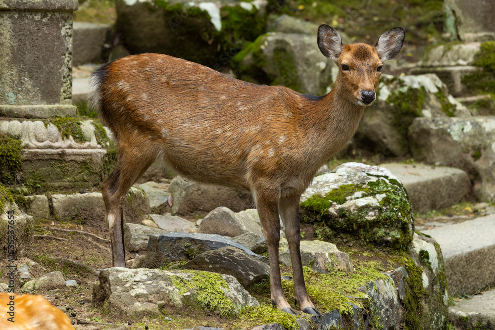 Fototapeta premium Close up of a female deer standing at the stairs at Nara Park, Japan. Majestic beautiful wild animals amongst the gardens. 