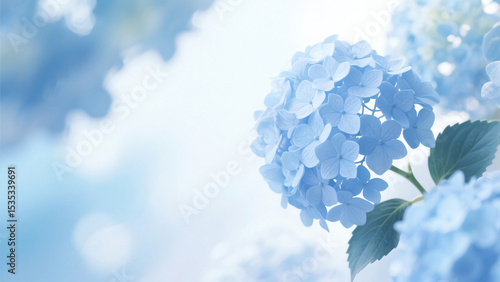 A delicate light blue hydrangea blooms softly