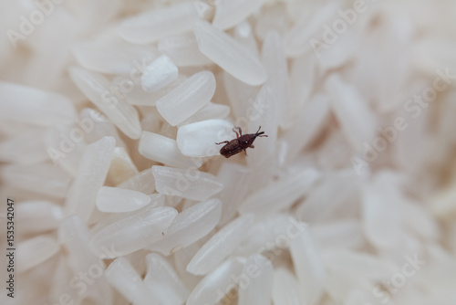 A rice weevil (Sitophilus oryzae) navigates through grains, highlighting the importance of proper storage and food sanitation