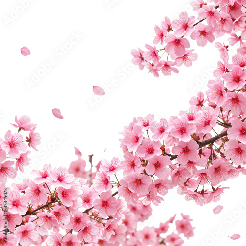 Wallpaper Mural Pink cherry blossoms branch isolated on transparent background Torontodigital.ca