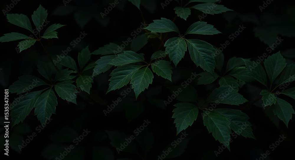 Fototapeta premium Virginia Creeper Leaves on Dark Background Photograph