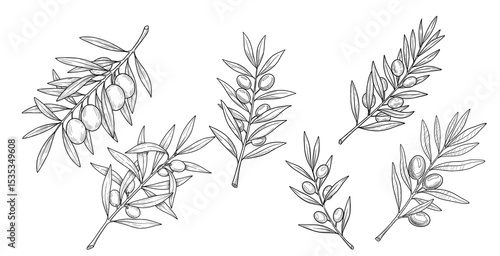 Set of hand-drawn olive branches with leaves and olives on white background  
