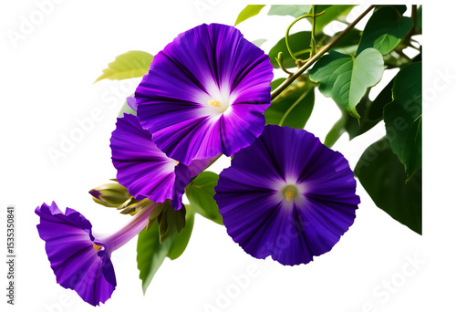 Striking Purple Morning Glories Cascading Delightfully with Vibrant Green Leaves Against a Stark Black Backdrop, A Captivating Botanical Display