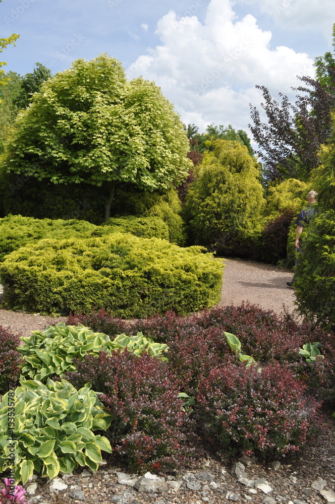 Fototapeta premium Evergreen Garden with Conifer Shrubs and Decorative Trees