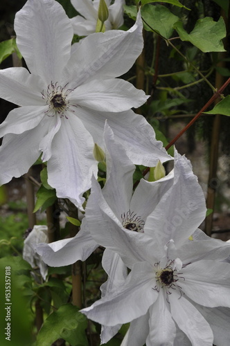 White flowers of clematis in the garden, close-up