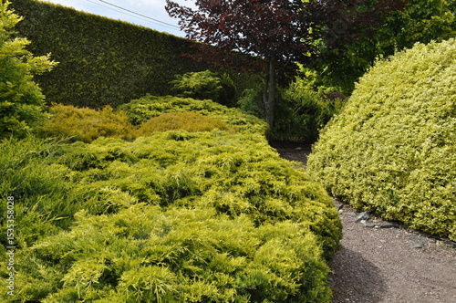 Evergreen Garden with Conifer Shrubs and Decorative Trees