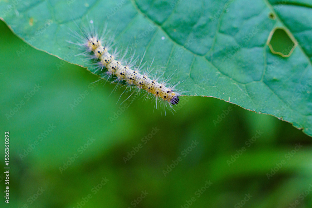 Naklejka premium 葉の上を動き回る毛虫