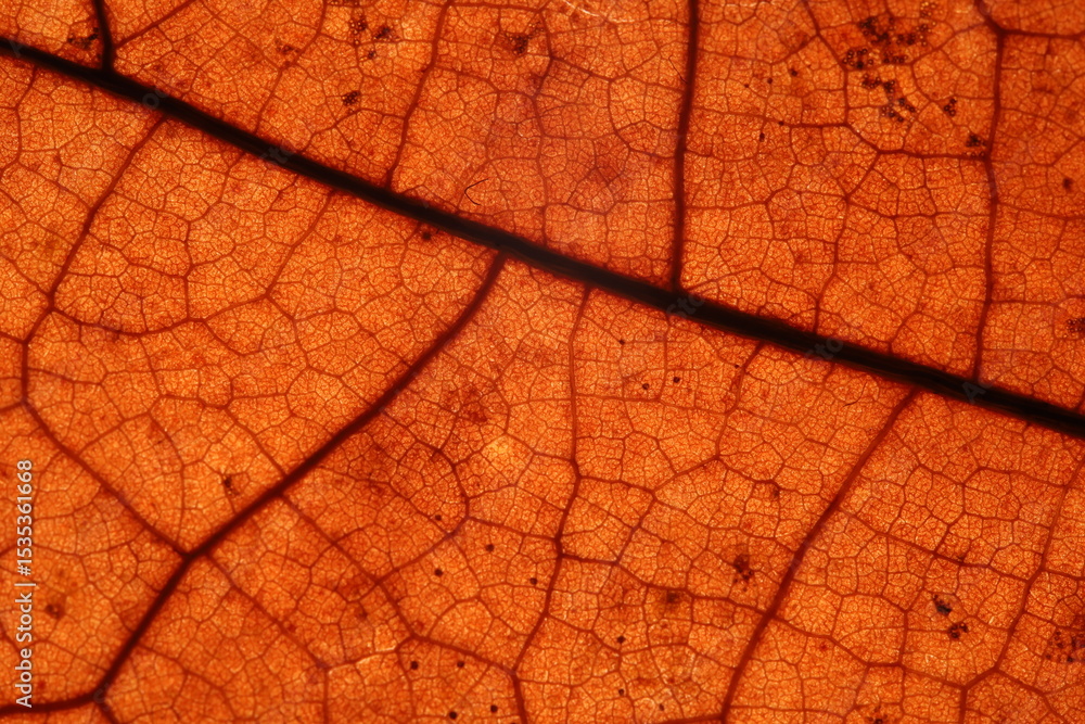 Obraz premium Orange leaf texture, extreme close up, flat material, dried leaf