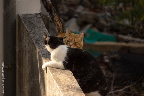 Two cats on top of the wall of an empty lot