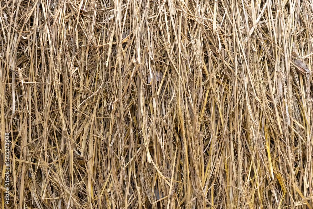 Fototapeta premium Detailed dry yellow rice straw texture for an agricultural background.