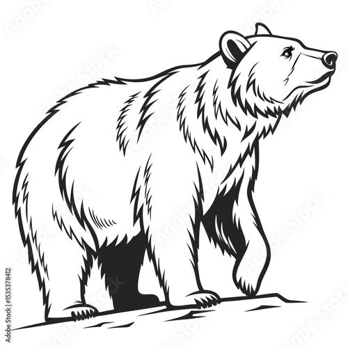 Majestic black and white illustration of a grizzly bear walking proudly across a stone