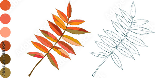 Set of hand-drawn fall colored rowan autumn leaves isolated on white background. Flat styles vector illustration.