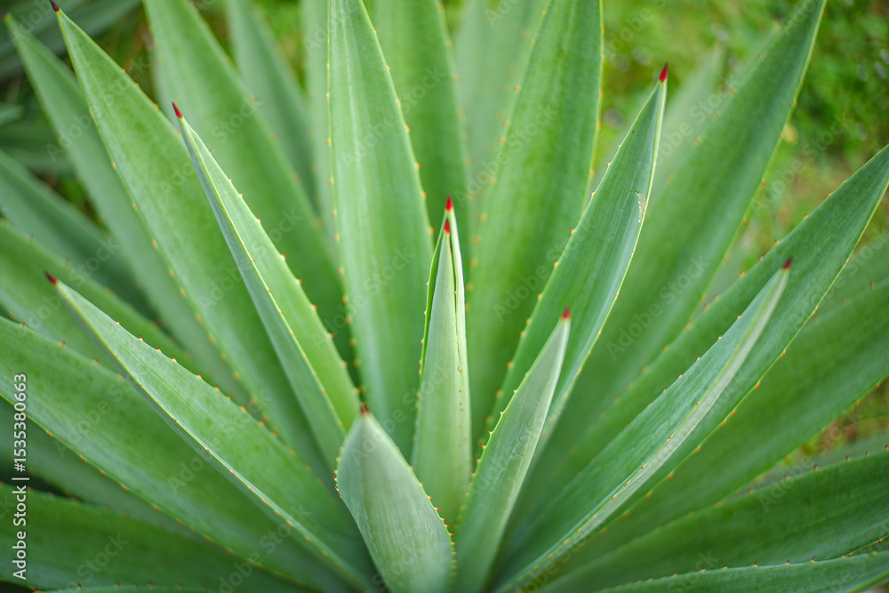 Fototapeta premium Close up of Agave plants in the garden making tequila industry tequila concept. Detailed close up of vibrant green agave plants leaves, showcasing their unique spiky textures and natural patterns