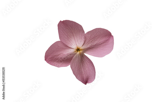 Floral Serenity: A close-up shot of a delicate flower with soft, elegant petals, showcasing its natural beauty and graceful form, perfect for a moment of floral tranquility.
