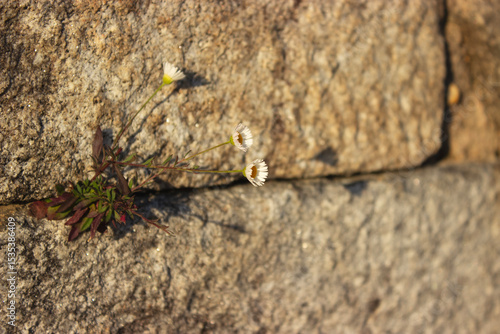 Small flowers growing on a stone wall